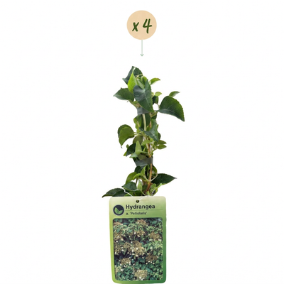 Stephans Jasmin, Kletterstrauch, rosa Blüten, duftend, 35cm