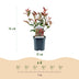 Photinia Fraseri Carre Rouge Heckenpflanze – 6er Pack, 1m Bild 3