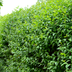 Paletten-Angebot Heckenpflanzen: 50 Ligustrum Ovalifolium ↕ 60-80 - Ø 19cm | Mini-Palette Bild 6