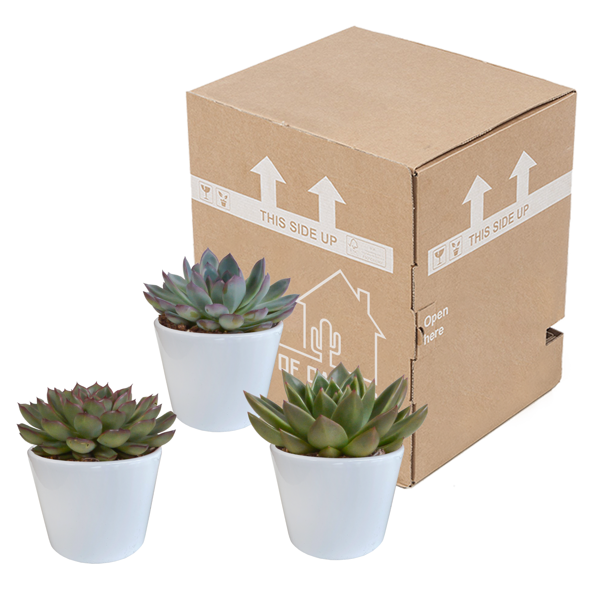 Echeveria-Mix 10,5 cm - 3x - in witte pot