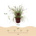 Carex oshimensis Evergold: Immergrünes Ziergras im 17cm Topf Bild 3