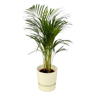 Areca-Palme: Üppige Tropenschönheit im weißen elho Topf, 70cm