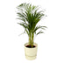 Areca-Palme: Üppige Tropenschönheit im weißen elho Topf, 70cm Bild 1