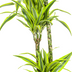 Dracaena Deremensis Lemon Lime - Ø24cm, 130-150cm hoch Bild 7