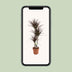 Dracaena Magenta 120cm – Elegant Dragon Tree in Ø21cm Pot Bild 5