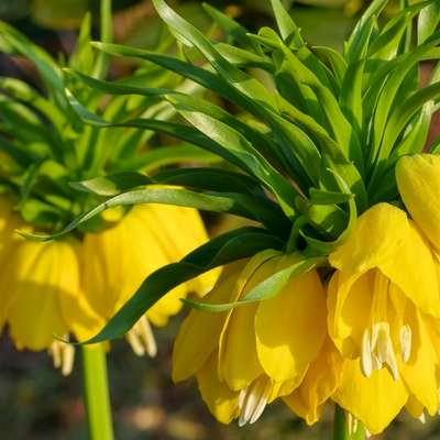 Kaiserkrone Lutea Zwiebeln (5 Stück) - Sonnengelbe Frühlingsblüher
