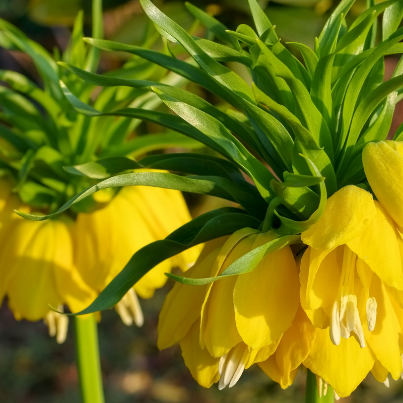 Kaiserkrone Lutea Zwiebeln (5 Stück) - Sonnengelbe Frühlingsblüher