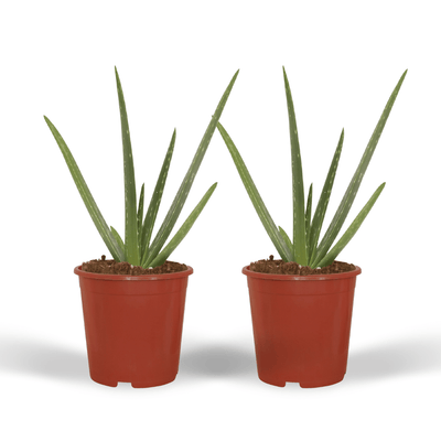 2x Aloe Vera Sukkulente - 40cm Höhe, 12cm Topfdurchmesser