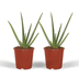 2x Aloe Vera Sukkulente - 40cm Höhe, 12cm Topfdurchmesser Bild 1