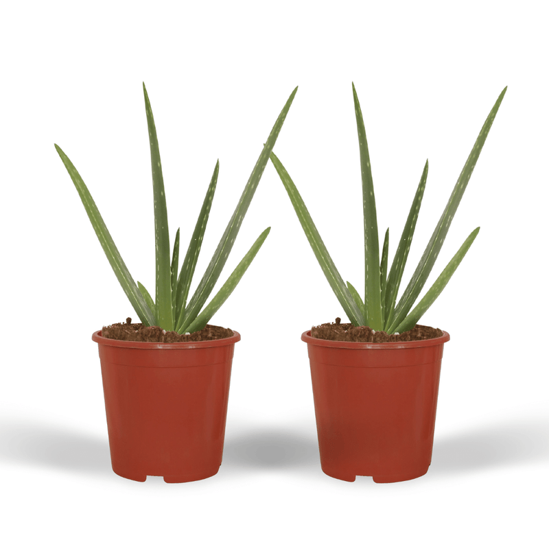 2x Aloe Vera Sukkulente - 40cm Höhe, 12cm Topfdurchmesser