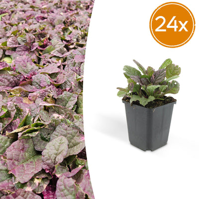 24x Kriechender Günsel 'Burgundy Glow' - Bodendecker, 10-25cm