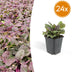 24x Kriechender Günsel 'Burgundy Glow' - Bodendecker, 10-25cm Bild 1