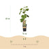 GreenboutiQ Feigenbaum Little Miss Figgy, 2 Pflanzen, 50cm Höhe Bild 3