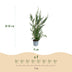 Green boutiQ - 40x Cupressocyparis leylandii 2011 - Leylandii - Heckenpflanzen - Immergrün - Grün - Topf 9cm - Höhe 30-40cm Bild 4