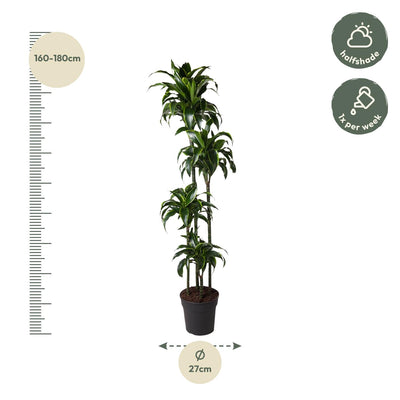 Dracaena Dorado - Zierpflanze 170 cm, ø27 cm Topf