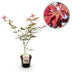 GreenboutiQ Japanischer Ahorn 'Sumi-nagashi' - Rot, 70cm, Topf 19cm Bild 1