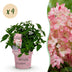 4x Hydrangea macrophylla 'Groundbreaker Blush', hardy, pink, 14cm pot Bild 1