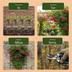 6x Trompetenblume (Campsis radicans) Orange-Rot, Kletterpflanze Ø9cm Bild 6