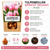 Tulpenzwiebeln Apricot Delight – 20 Stück | KH Bloembollen® | Rosa-Apricot-Tulpe – Sanft & Frisch – Geschenk für Garten oder Topf – Größe 11/12 – Frisch vom Züchter! Bild 10