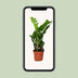 ZZ-Pflanze (Zamioculcas Zamiifolia) - Ø12cm - ↕40cm Bild 5