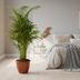Dypsis Areca Lutescens (Goldpalme) Ø21cm, 100-120cm Bild 7