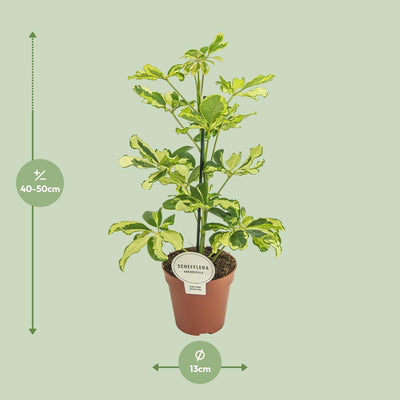 Schefflera Charlotte - Ø13cm Topf - ca. 45cm hoch