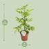 Schefflera Charlotte - Ø13cm pot - approx. 45cm high Bild 2