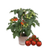 Cherry Tomato Plant in 14cm pot, 45cm high - Sweet Harvest! Bild 2