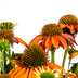 Echinacea purpurea Orange ⌀19cm - ↕60 - 70cm Bild 3