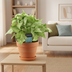 Syngonium White Butterfly, 35cm, Ø14cm Pot Bild 2