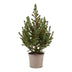 Picea glauca Conica - Zuckerhutfichte - Grün - Weihnachtsbaum - Ø13cm - ↕45cm Bild 2