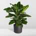 Calathea Zebrina (Pfauenpflanze) im 19cm Topf, 80cm hoch Bild 5
