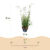 Fargesia nitida Black Dragon Bamboo - 2 Plants - Non-invasive Bild 3
