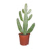 Opuntia Consolea Kaktus (Ø17cm, ↕55cm) - Pflegeleichte Zimmerpflanze Bild 1