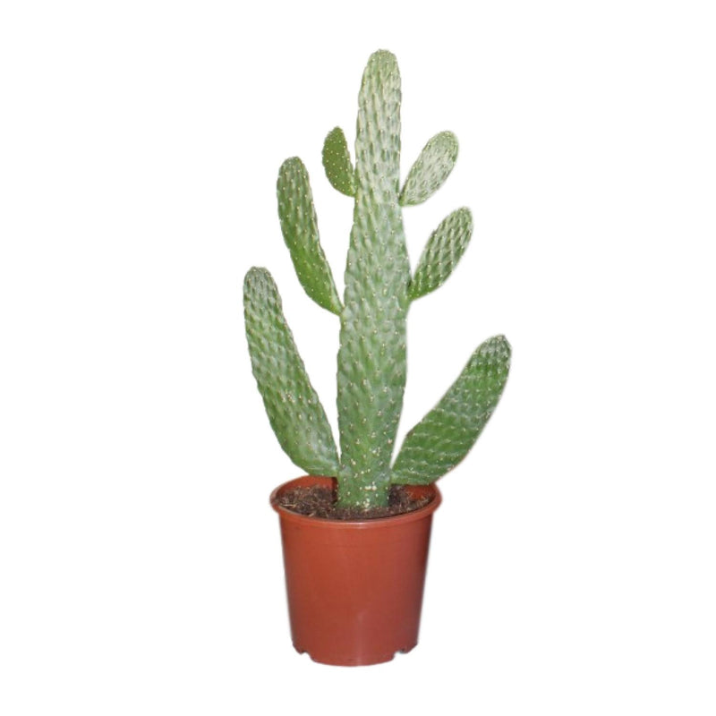 Opuntia Consolea Kaktus (Ø17cm, ↕55cm) - Pflegeleichte Zimmerpflanze