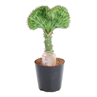Euphorbia lactea Cristata 'Korallen-Kaktus' - 35 cm - ø12 cm Topf