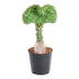 Euphorbia lactea Cristata 'Korallen-Kaktus' - 35 cm - ø12 cm Topf Bild 1