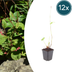 12x Persicaria 'Speciosa' - Delicate flowers from summer to autumn Bild 1