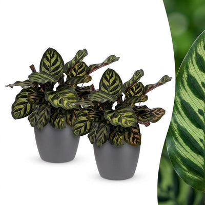 Green boutiQ - Calathea Makoyana - Pfauenpflanze - 2 Pflanzen - mit Potter Grijs - Topf 12cm - Höhe 25cm