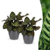 Green boutiQ - Calathea Makoyana - Pfauenpflanze - 2 Pflanzen - mit Potter Grijs - Topf 12cm - Höhe 25cm Bild 1