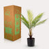Kunstpalme Chamaedorea Elegans Bergpalme 50cm Bild 6
