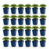 Green boutiQ - Perennial - Salvia Tricolour - Sage - Fragrant - Purple - Pink - White - 24 Plants - Pot 11cm - Height 15-25cm Bild 2
