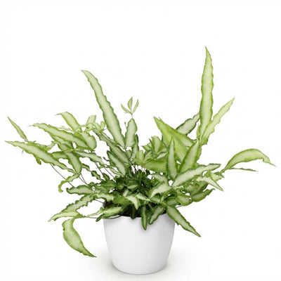 Green boutiQ Pteris cretica Albolineata - Haustierfreundlicher Farn