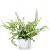 Green boutiQ Pteris cretica Albolineata - Haustierfreundlicher Farn Bild 2