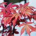 GreenboutiQ Japanischer Ahorn 'Sumi-nagashi' - Rot, 70cm, Topf 19cm Bild 6