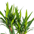 Yucca Elephantipes Verzweigt im Topf Ø21cm, 60-70cm Bild 3