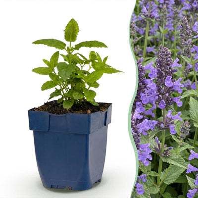 Green boutiQ - Perennial - Nepeta nerv. Neptune - Catmint - Bee and Butterfly Attractors - Purple - 6 Plants - Pot 11cm - Height 15-25cm