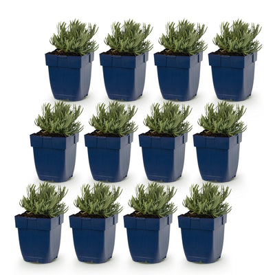 Green boutiQ - Perennial - Lavandula ang. Hidcote - Lavender - Fragrant - Purple - 12 Plants - Pot 11cm - Height 15-25cm