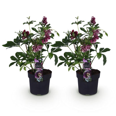 Lenzrose 'Double Ellen Red' - Rote Helleborus - 2 Pflanzen im 14cm Topf