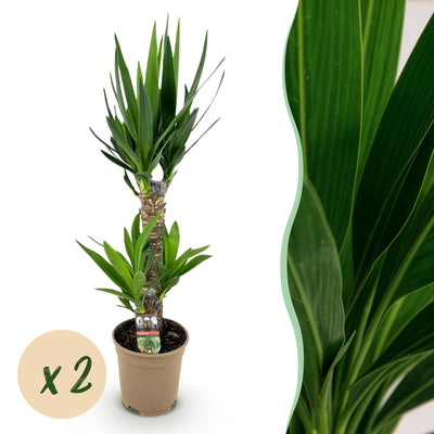 Yucca Elephantipes Zimmerpflanze - Wenig Pflege, Höhe 75cm, Topf 17cm